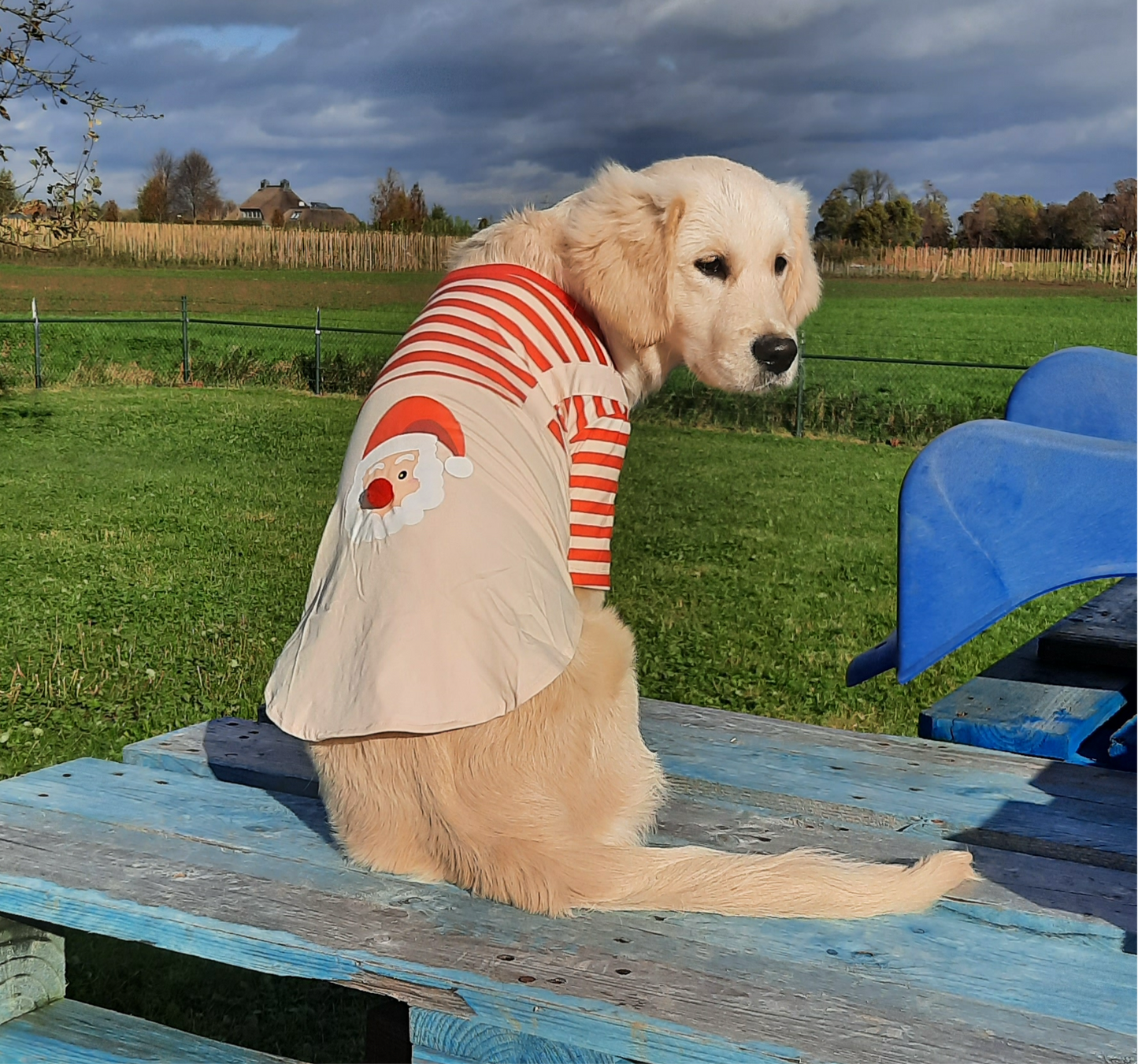 Santa Christmas shirt dog/cat