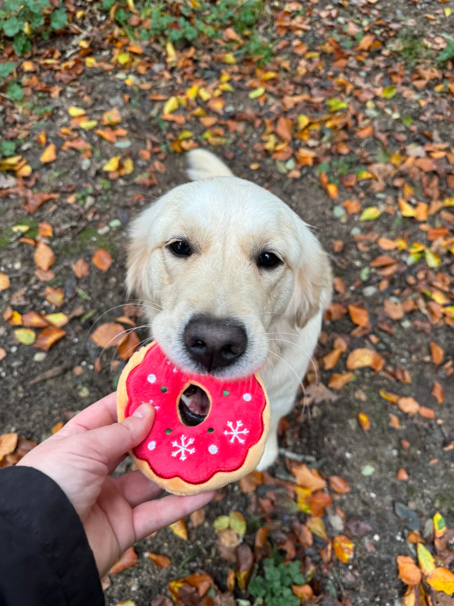 Red Donut dog toy