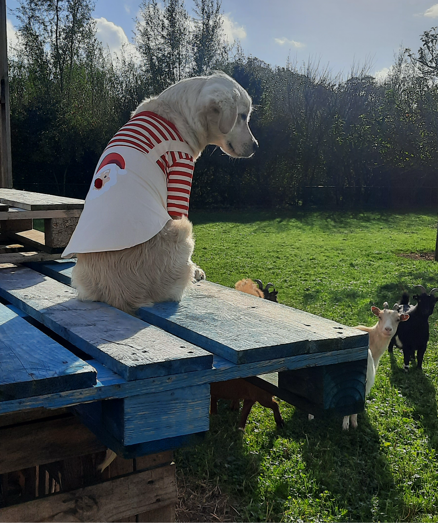 Santa Christmas shirt dog/cat