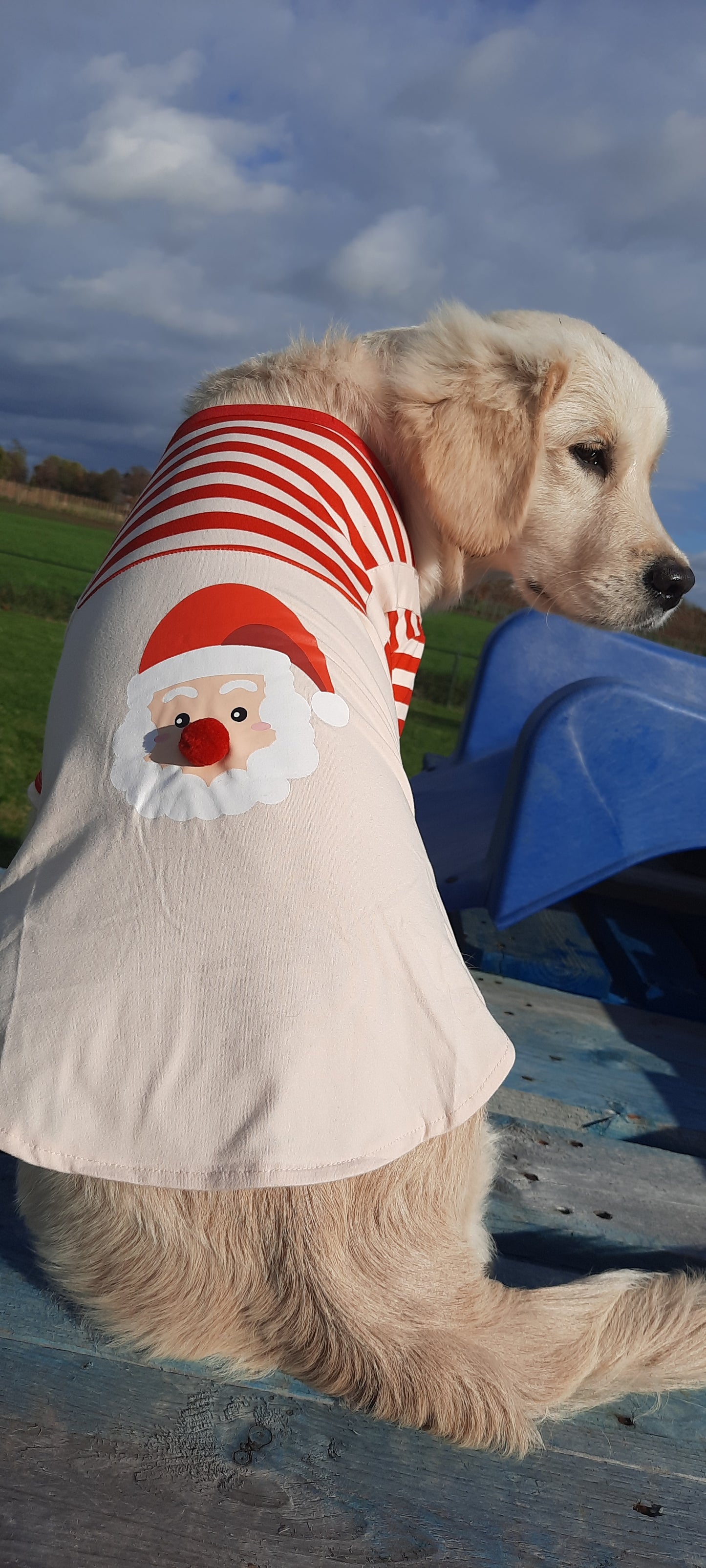 Santa Christmas shirt dog/cat