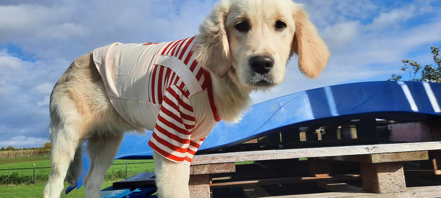 Santa Christmas shirt dog/cat