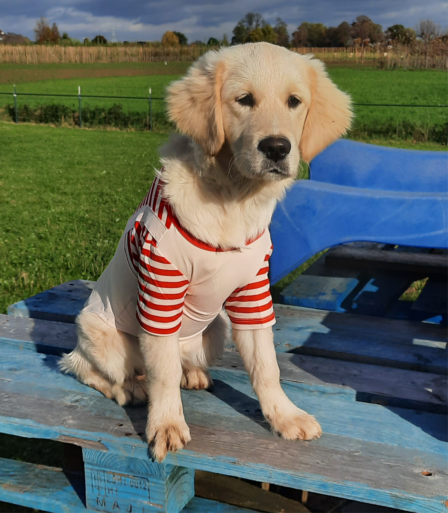 Santa Christmas shirt dog/cat