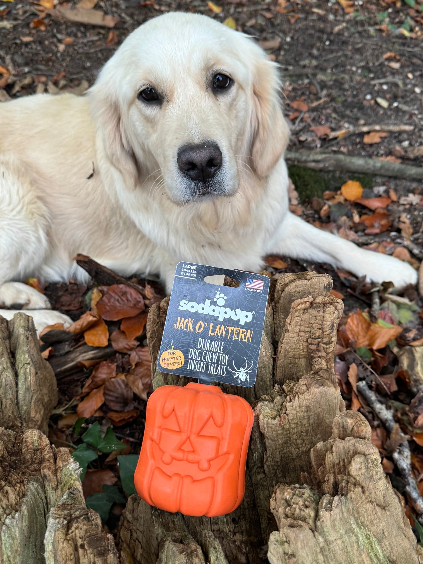 Jack O’ Lantern treat dispenser toy