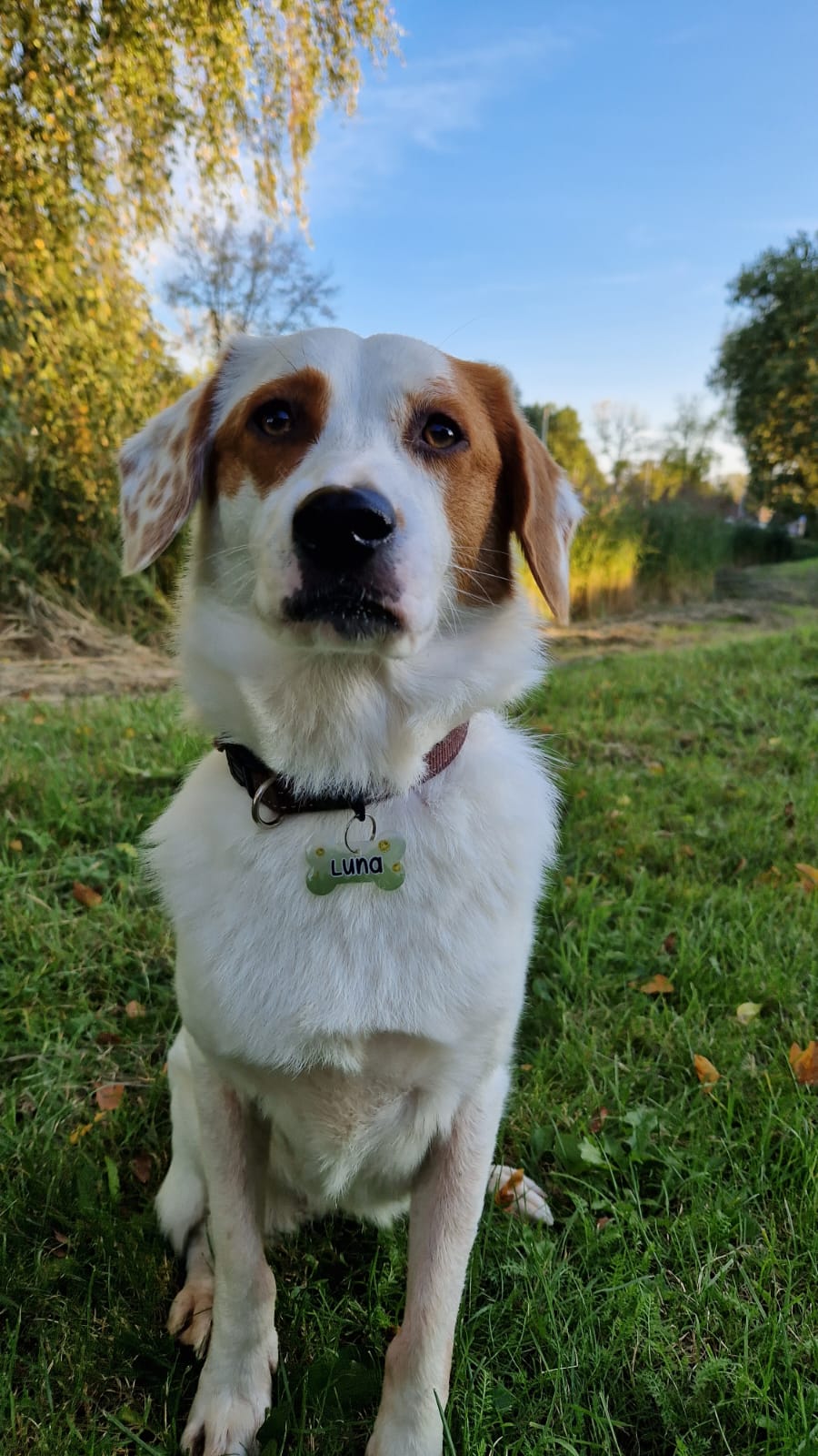 Nellie heartstopper pet ID tag