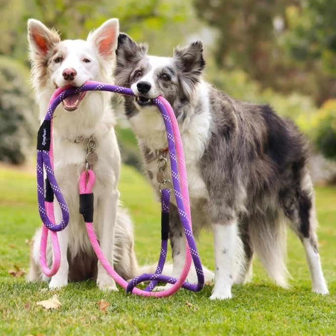 Dog leash climbing rope - Purple